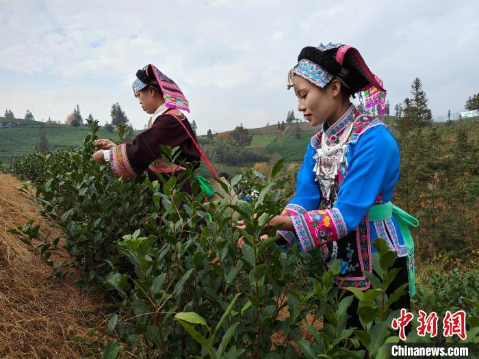 賭馬：2024年“貴州綠茶”第一採活動在普安擧行