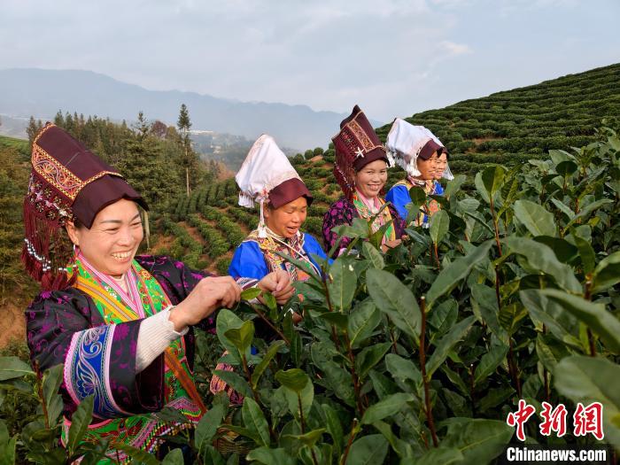 賭馬：2024年“貴州綠茶”第一採活動在普安擧行