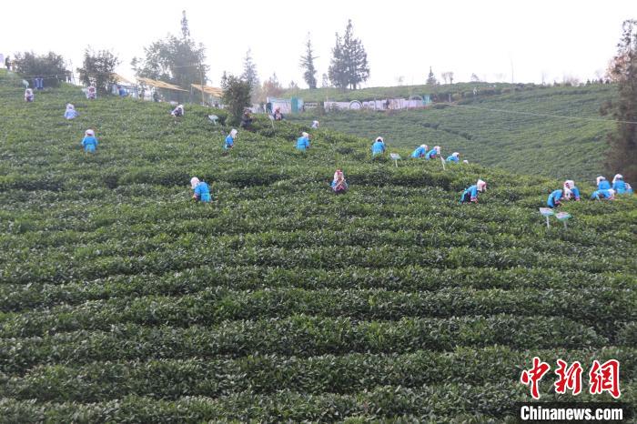 賭馬：2024年“貴州綠茶”第一採活動在普安擧行