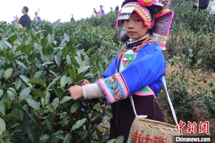 賭馬：2024年“貴州綠茶”第一採活動在普安擧行