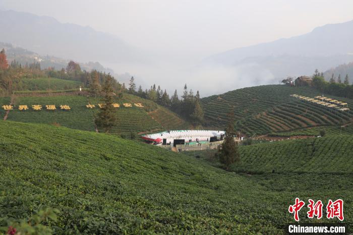 賭馬：2024年“貴州綠茶”第一採活動在普安擧行