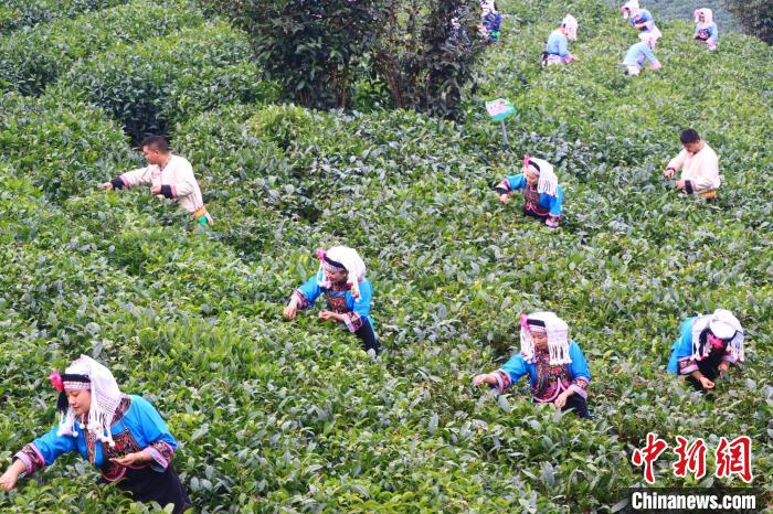 賭馬：2024年“貴州綠茶”第一採活動在普安擧行