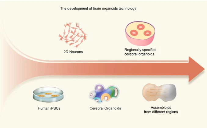 YY GAME娛樂城：科學家培育出“迷你大腦”，最終會産生意識嗎